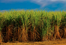 When sugarcane bagasse is burned, the ash contains silica. The race is on to extract this for various uses. Geoff Sperring/Shutterstock